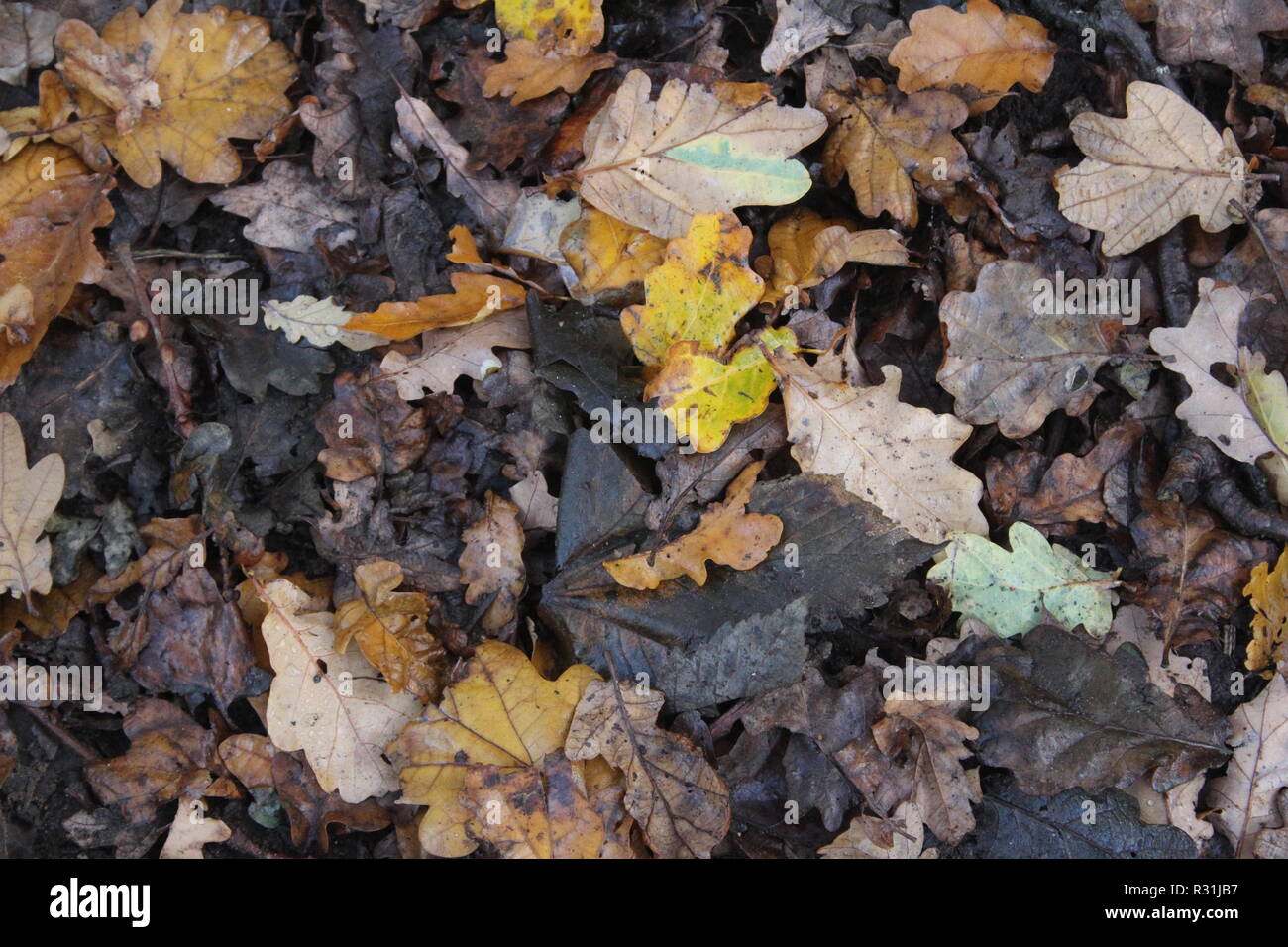 Blätter zerlegen auf Waldboden im Britischen Woodland in Yorkshire, Großbritannien Stockfoto