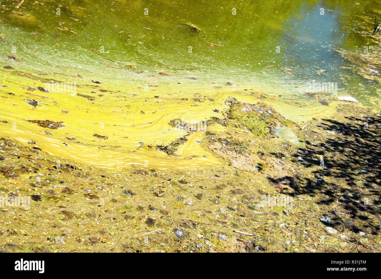 Stagnierende, marmoriert Wasser in einem schönen Bach. Stockfoto