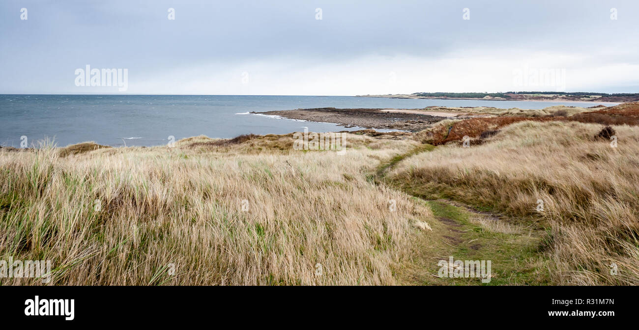 Grüne grasigen Pfad, der durch das Meer, das von hohen gelben Gras mit der Küste im Hintergrund umgeben. Aberlady, East Lothian, Schottland Stockfoto