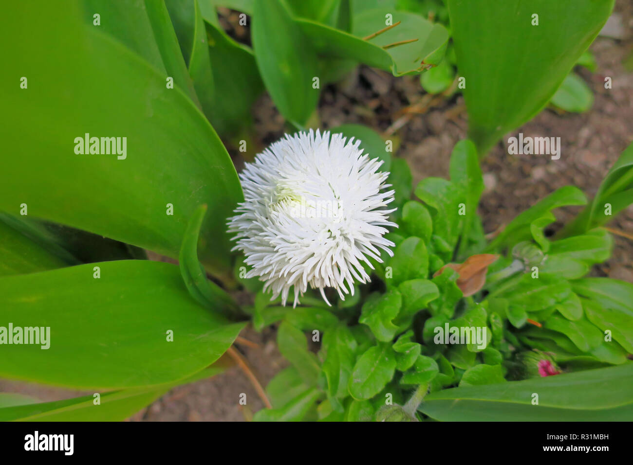 Eine kleine weiße Blume. Stockfoto