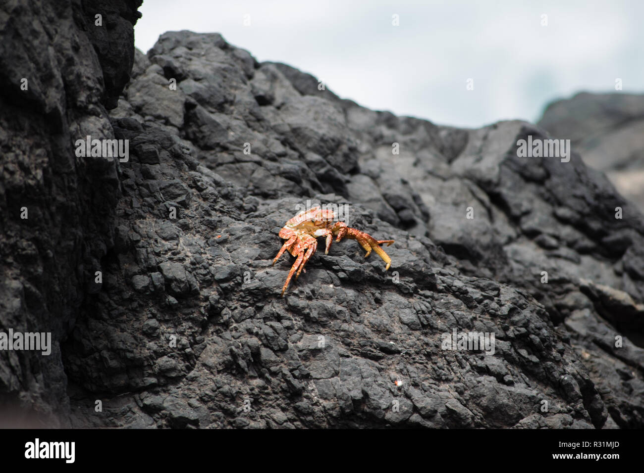 Orange Krabbe auf der schwarzen vulkanischen Felsen, Teneriffa, Spanien Stockfoto