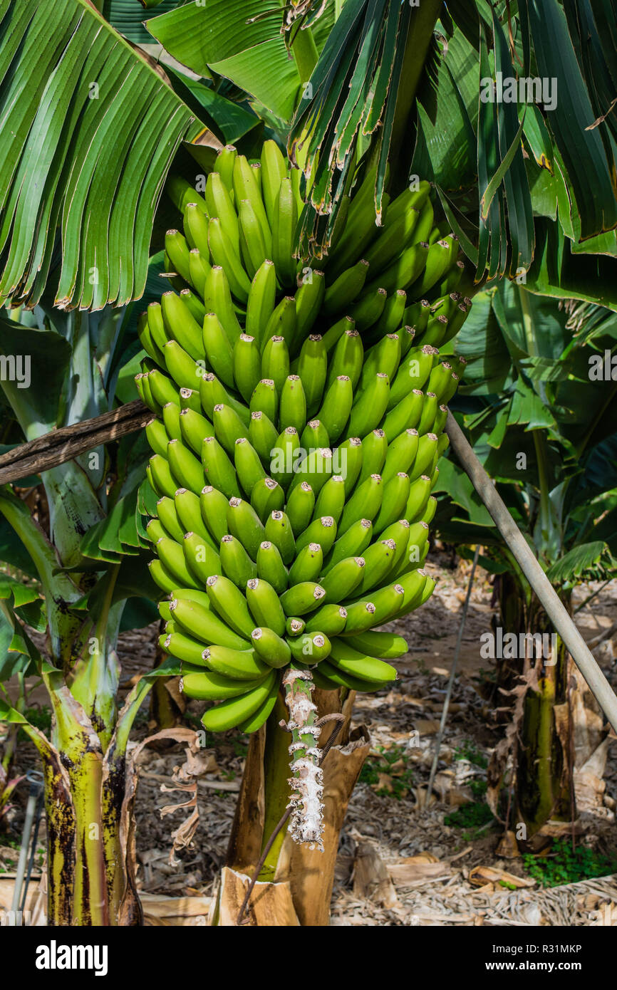 Bananen Plantage in den Bergen, Teneriffa, Kanarische Inseln, Spanien Stockfoto