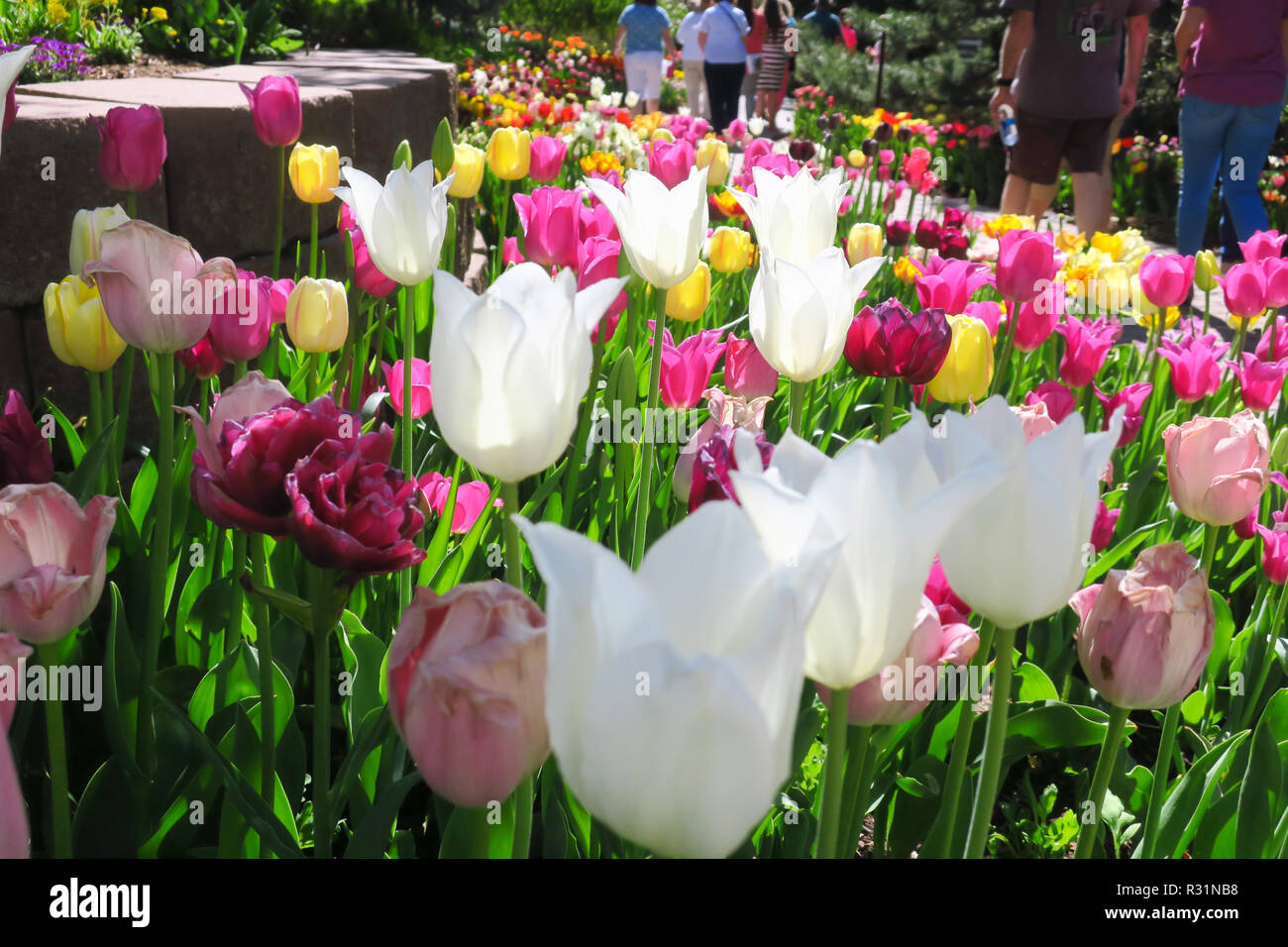 Eine bunte Verbreitung von weiss, gelb und rosa Tulpen entlang einem Gartenweg. Stockfoto