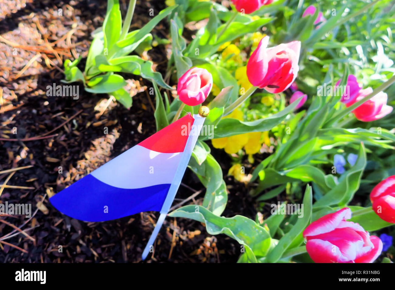 Eine kleine niederländische Flagge neben ein paar rosa Tulpen. Stockfoto