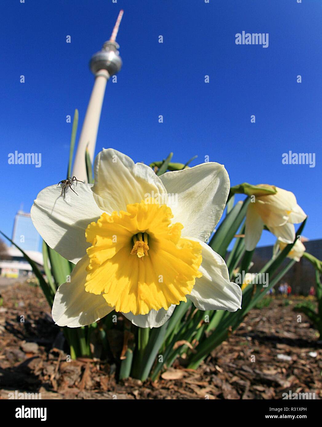 Frühling in berlin Stockfoto