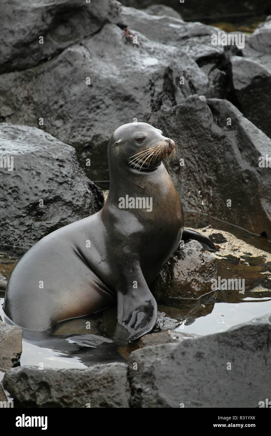 Galapagos-Seelöwe Stockfoto