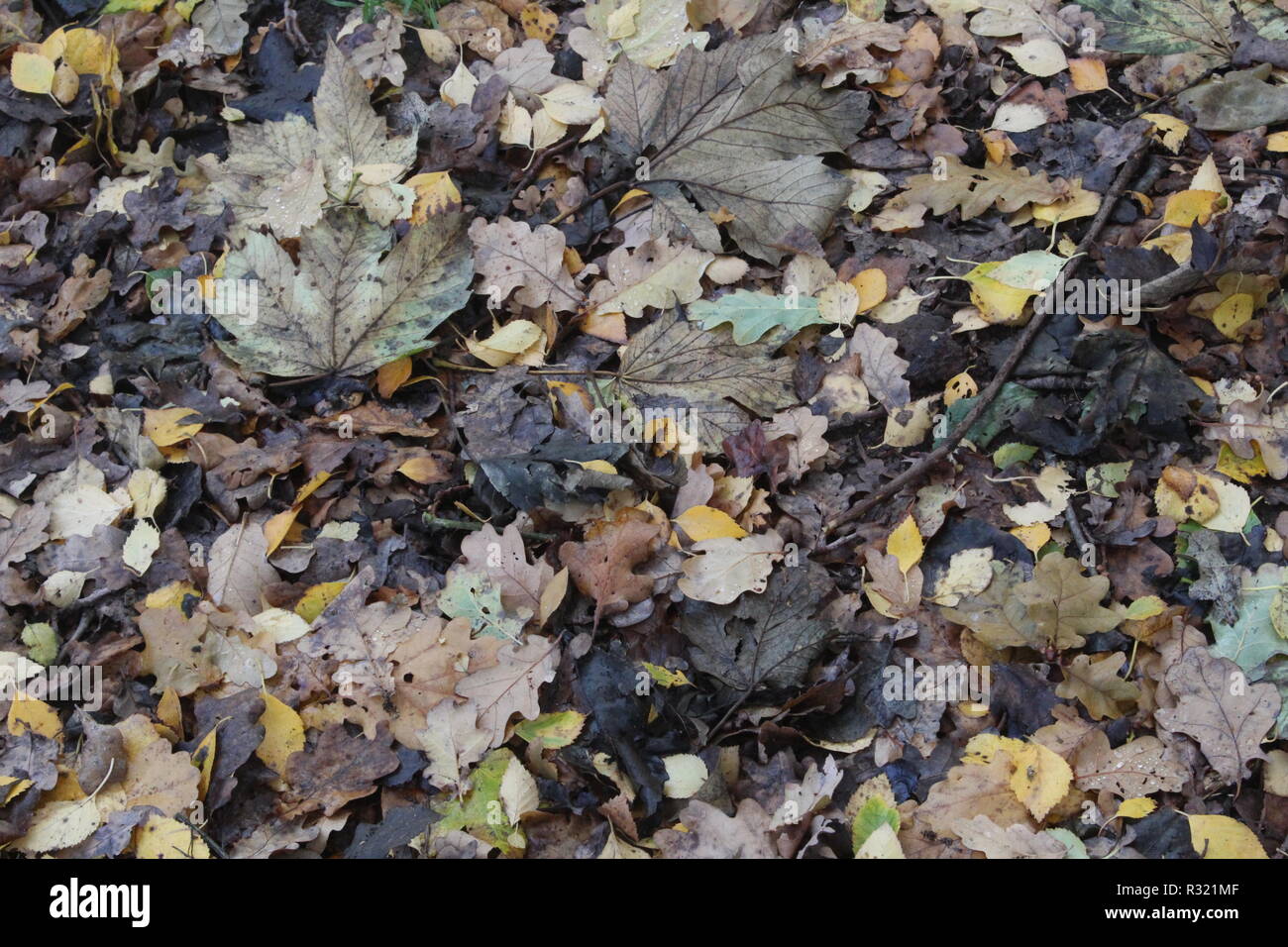 Blätter zerlegen auf Waldboden im Britischen Woodland in Yorkshire, Großbritannien Stockfoto