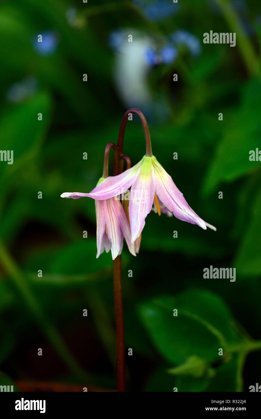 Erythronium das revolutum rosa Schönheit, Frühling, Blumen, Blume, Blüte, RM Floral Stockfoto