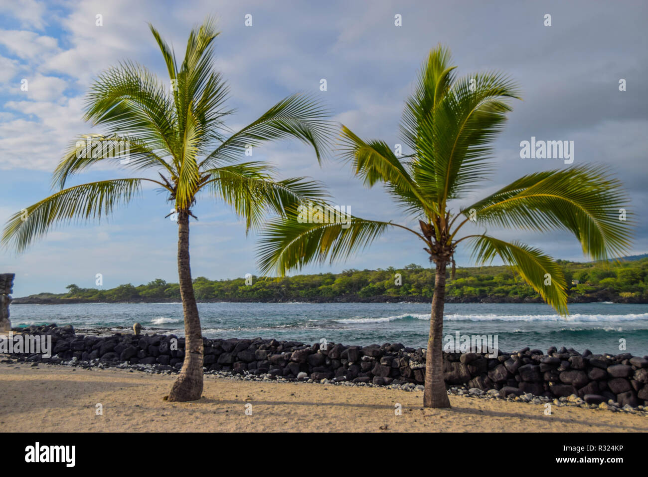 Palmen am Meer in der Nähe von Lavagestein Stockfoto