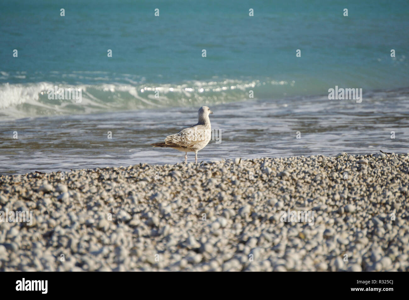 Auf Kiesel Strand am Mittelmeer Vogel Stockfoto