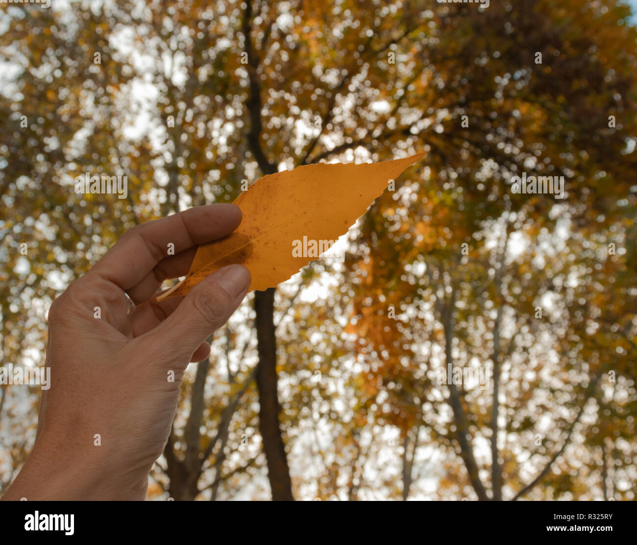 Hand mit einem gelben und trockene Blätter in einem Herbst Wald Stockfoto