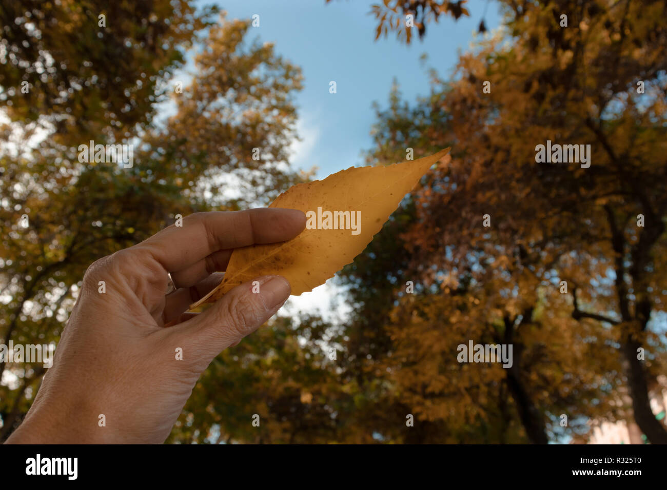 Hand mit einem gelben Blatt in einem Wald mit blauem Himmel Stockfoto