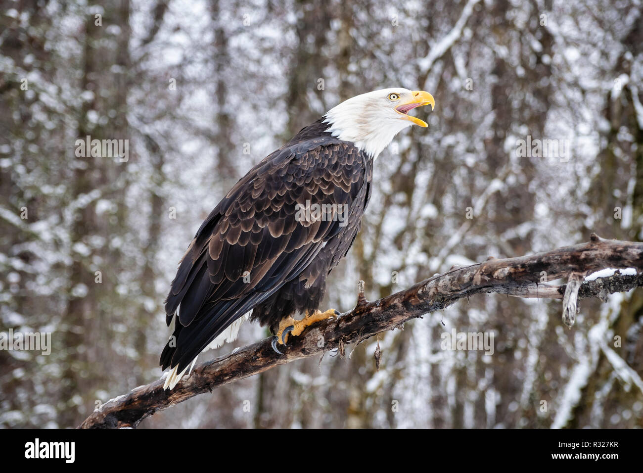 Thront Weißkopfseeadler vocalizes im Chilkat Bald Eagle Preserve in Südostalaska. Stockfoto