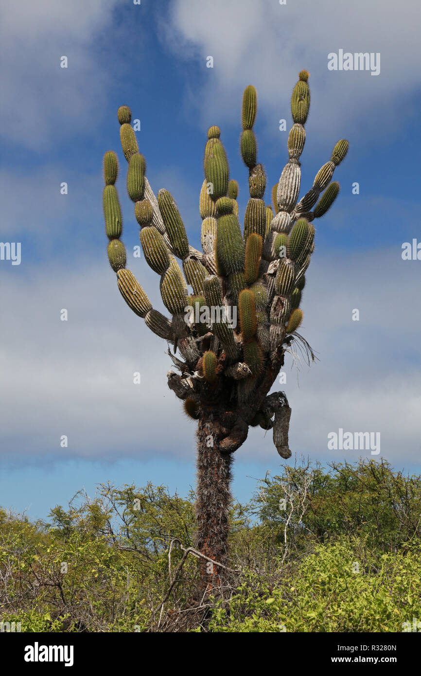 Kandelaberkaktus Stockfoto