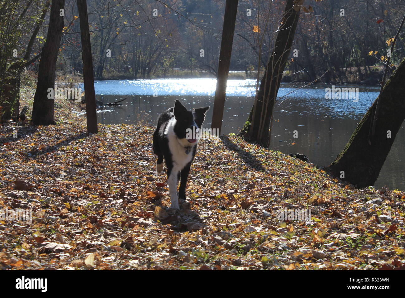 Border Collie im Spiel läuft vorwärts Stockfoto