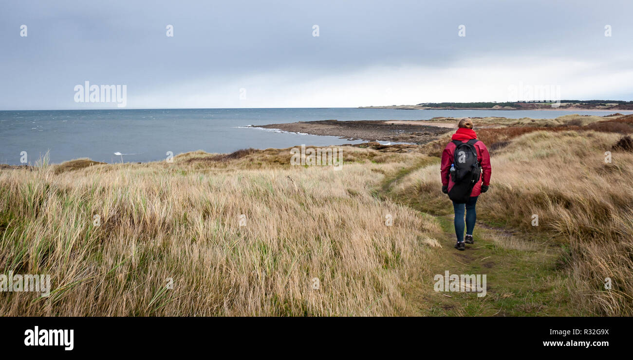 Aberlady, Schottland. Mädchen mit Rucksack und rote Jacke entfernt auf einem grünen Pfad, der durch das Meer, das von hohen gelben Gras mit Meer Hintergrund umgeben. Stockfoto