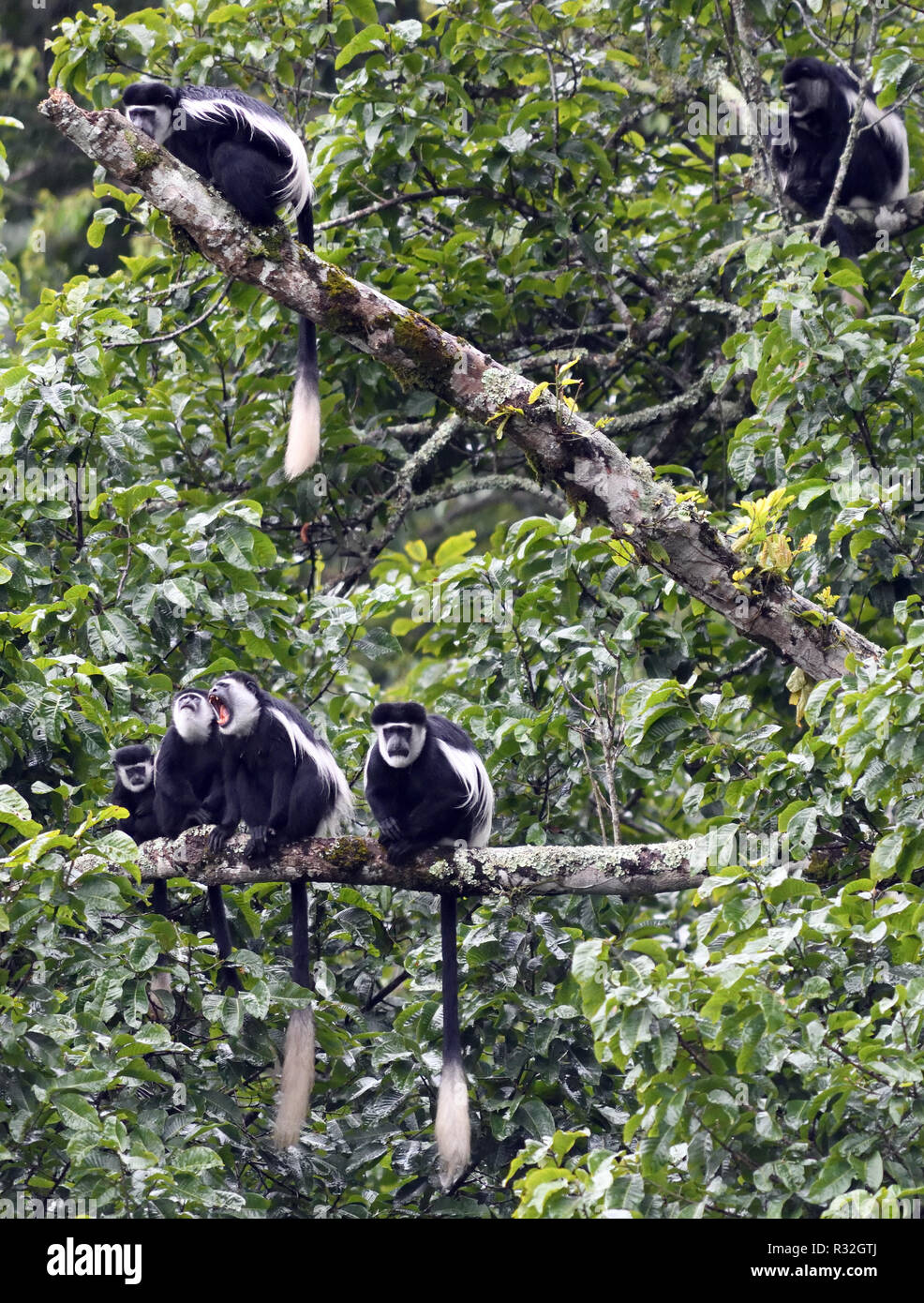 Eine Gruppe von schwarzen und weißen Colobus Affen, die mantelbrüllaffen guereza (Colobus guereza), Rest auf Ästen während ihrer Suche nach Nahrung. Bwindi Impenetr Stockfoto
