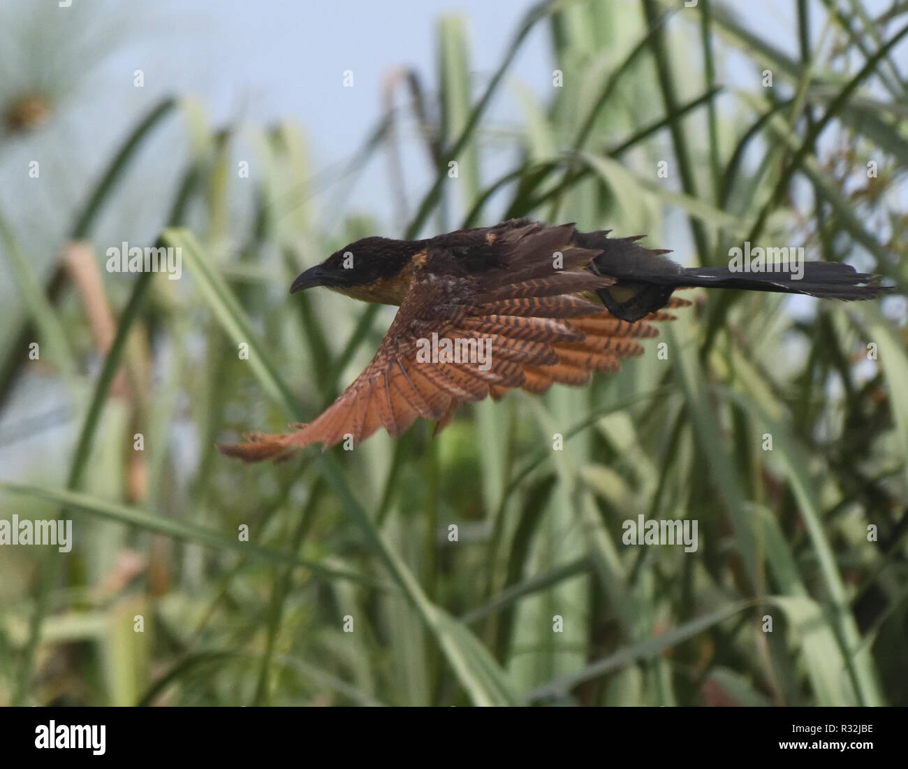 Ein blauköpfiger Coucal (Centropus monachus) fliegt durch den Mabamba-Sumpf. Mabamba Bay Wetlands, Wakiso District, Uganda. Stockfoto