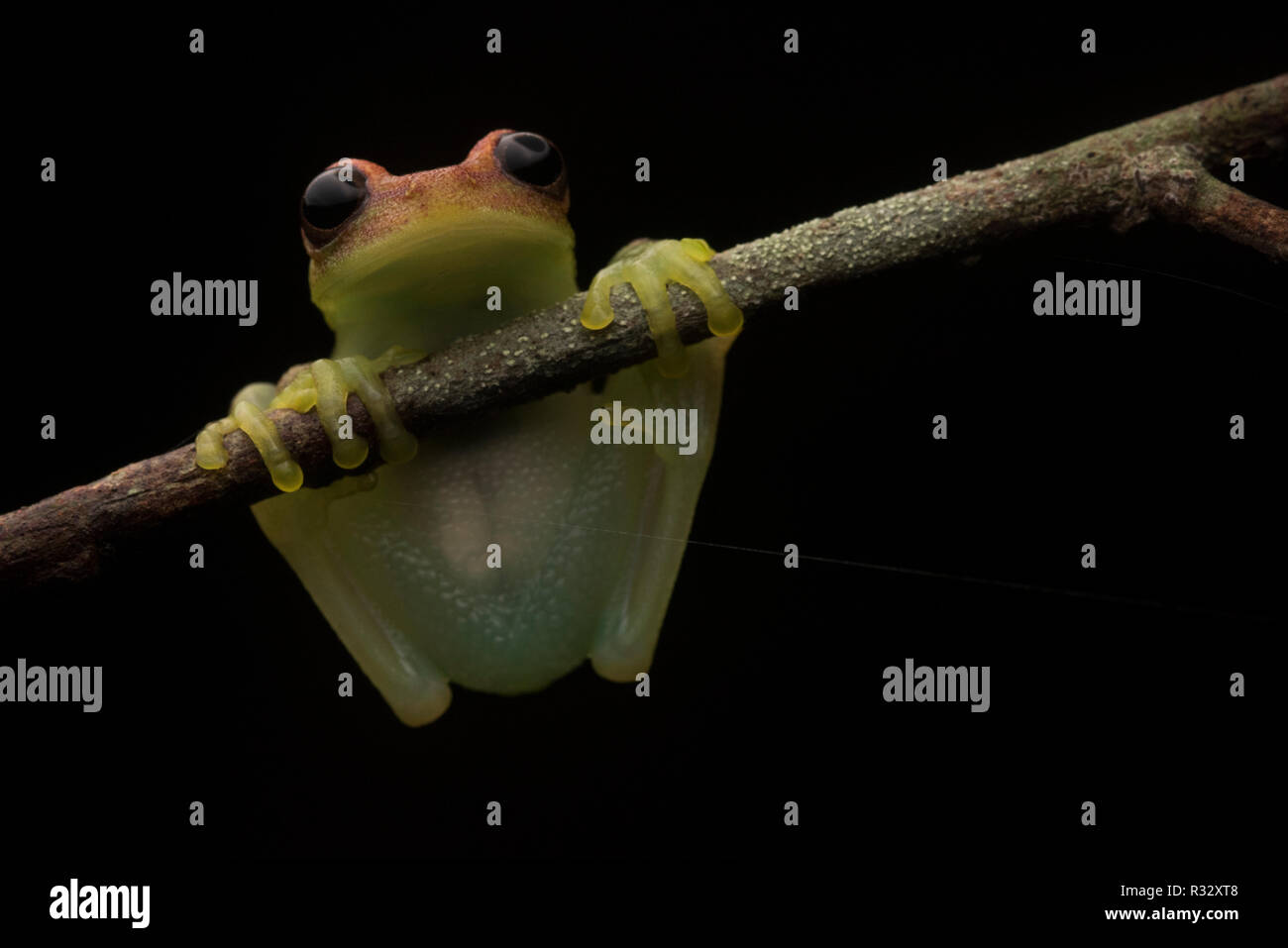 Die Polka Dot treefrog (Boana punctata) aus den peruanischen Dschungel, diese Art leuchtet unter UV-Licht. Der erste Frosch bekannt, dies zu tun. Stockfoto