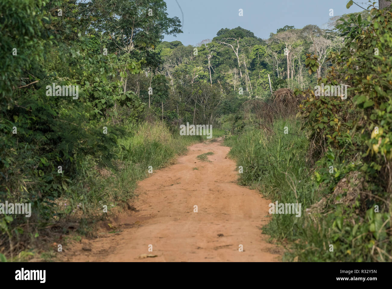 Eine Straße durch Sekundärwald in Madre de Dios, Peru. Stockfoto