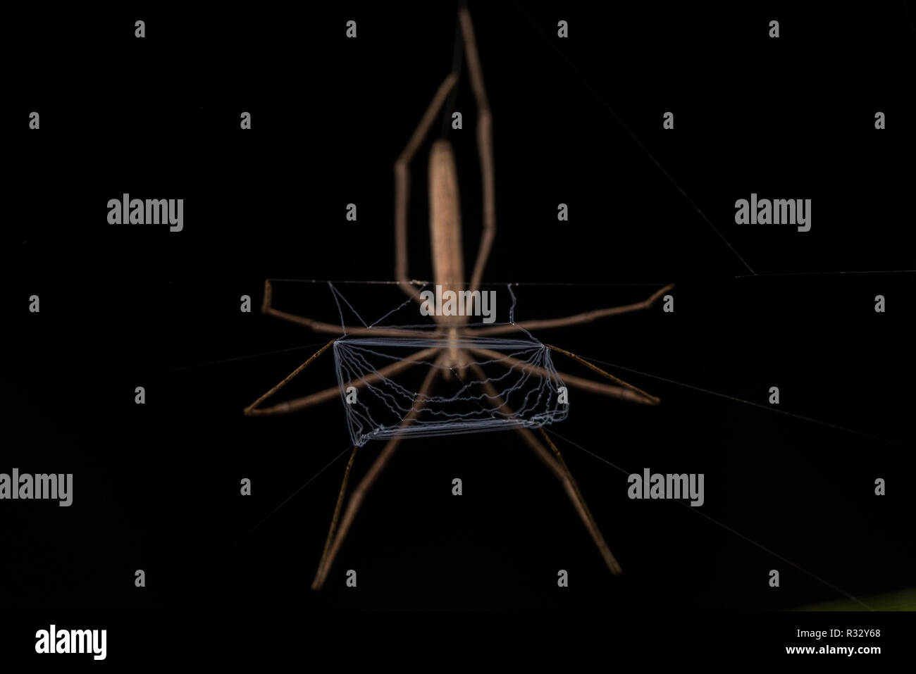 Ein Netz casting Spinne (Deinopis Arten) hängt kopfüber mit dem Net/spider Gurtband am bereiten eine Weitergabe Insekten zu fangen. Stockfoto