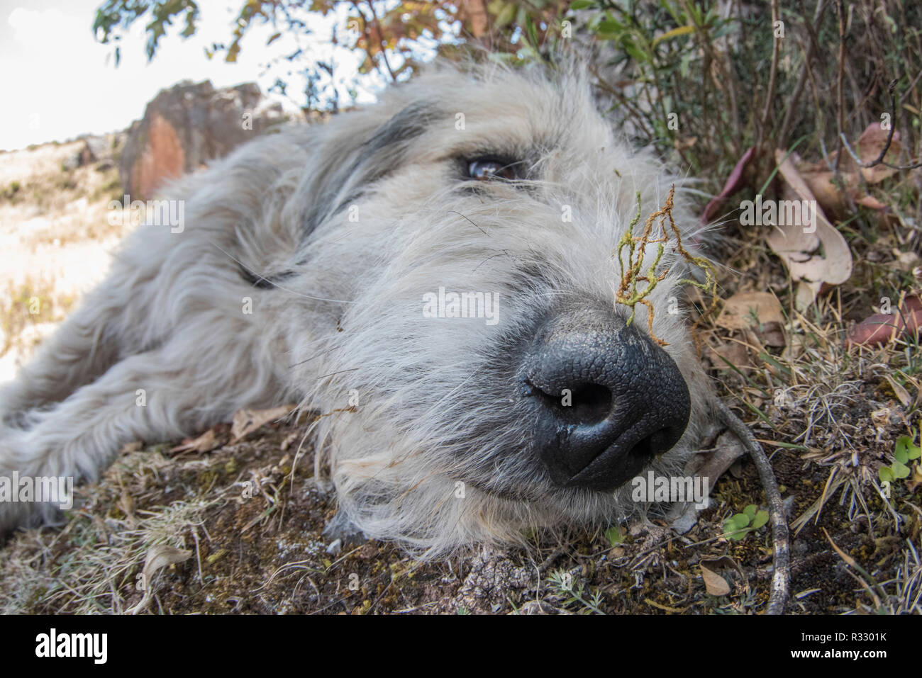 Ein Hund versuchen, die Wärme, die Sie im Schatten hoch oben in den Anden außerhalb von Cusco zu schlagen. Stockfoto