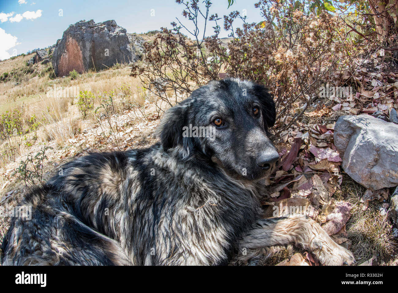 Ein Hund versuchen, die Wärme, die Sie im Schatten hoch oben in den Anden außerhalb von Cusco zu schlagen. Stockfoto