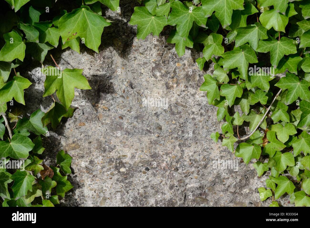 Hedera (Efeu) Frames kopieren Raum Stockfoto