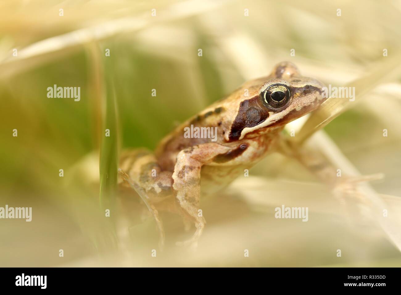 Weibliche Frosch/weiblich Grasfrosch Stockfotografie - Alamy