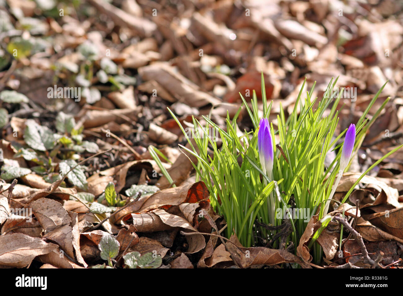 Frühlingsgrün Stockfoto