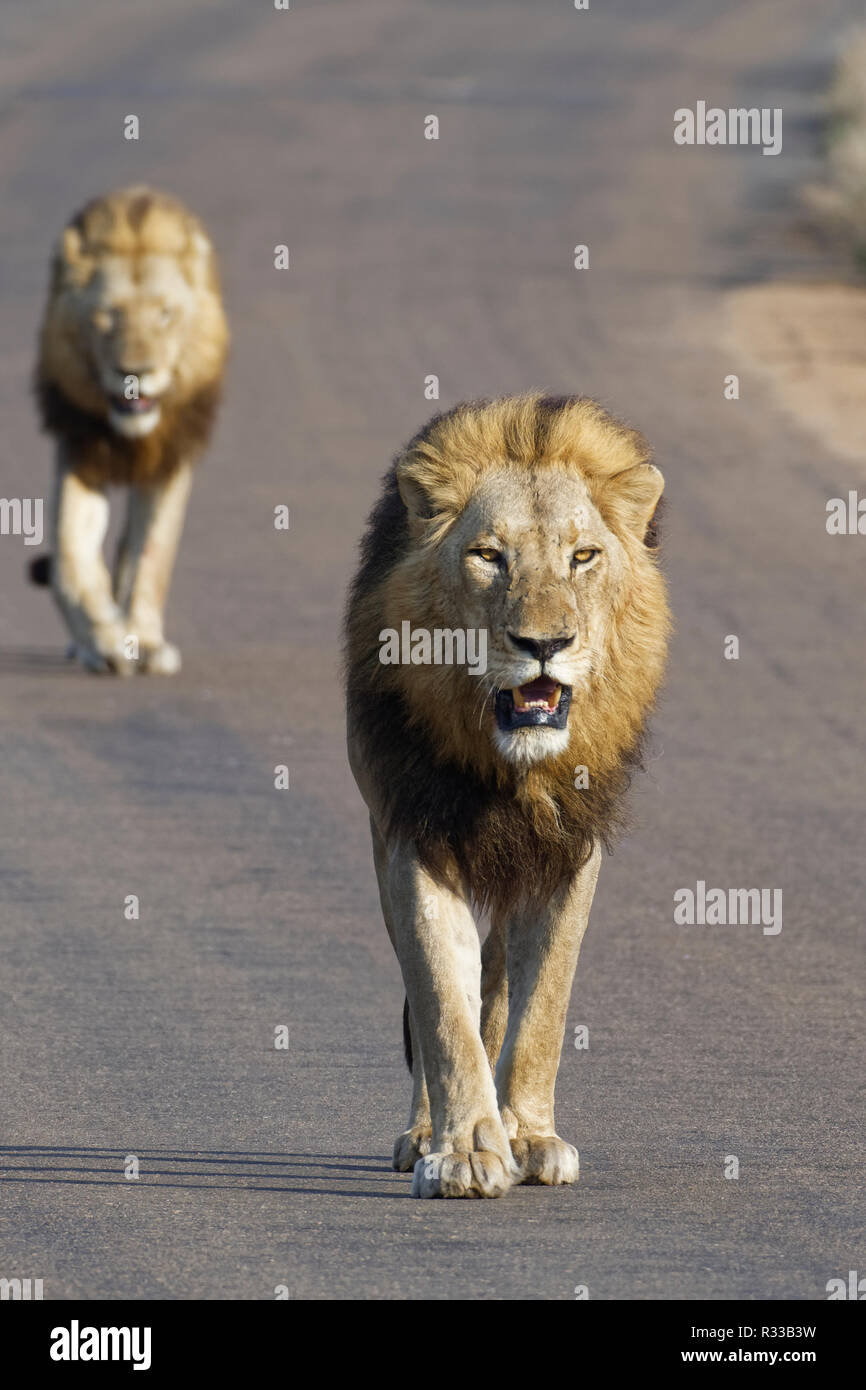 Afrikanische Löwen (Panthera leo), zwei erwachsene Männchen wandern auf einer Teerstraße, Krüger Nationalpark, Südafrika, Afrika Stockfoto