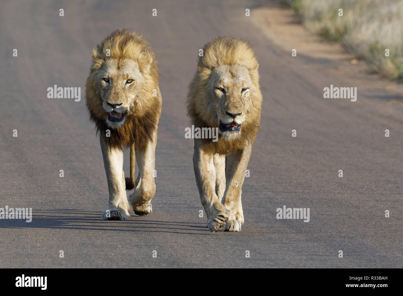 Afrikanische Löwen (Panthera leo), zwei erwachsenen Männchen, einer von ihnen halb blind, wandern Seite an Seite auf einer Teerstraße, Krüger Nationalpark, Südafrika Stockfoto