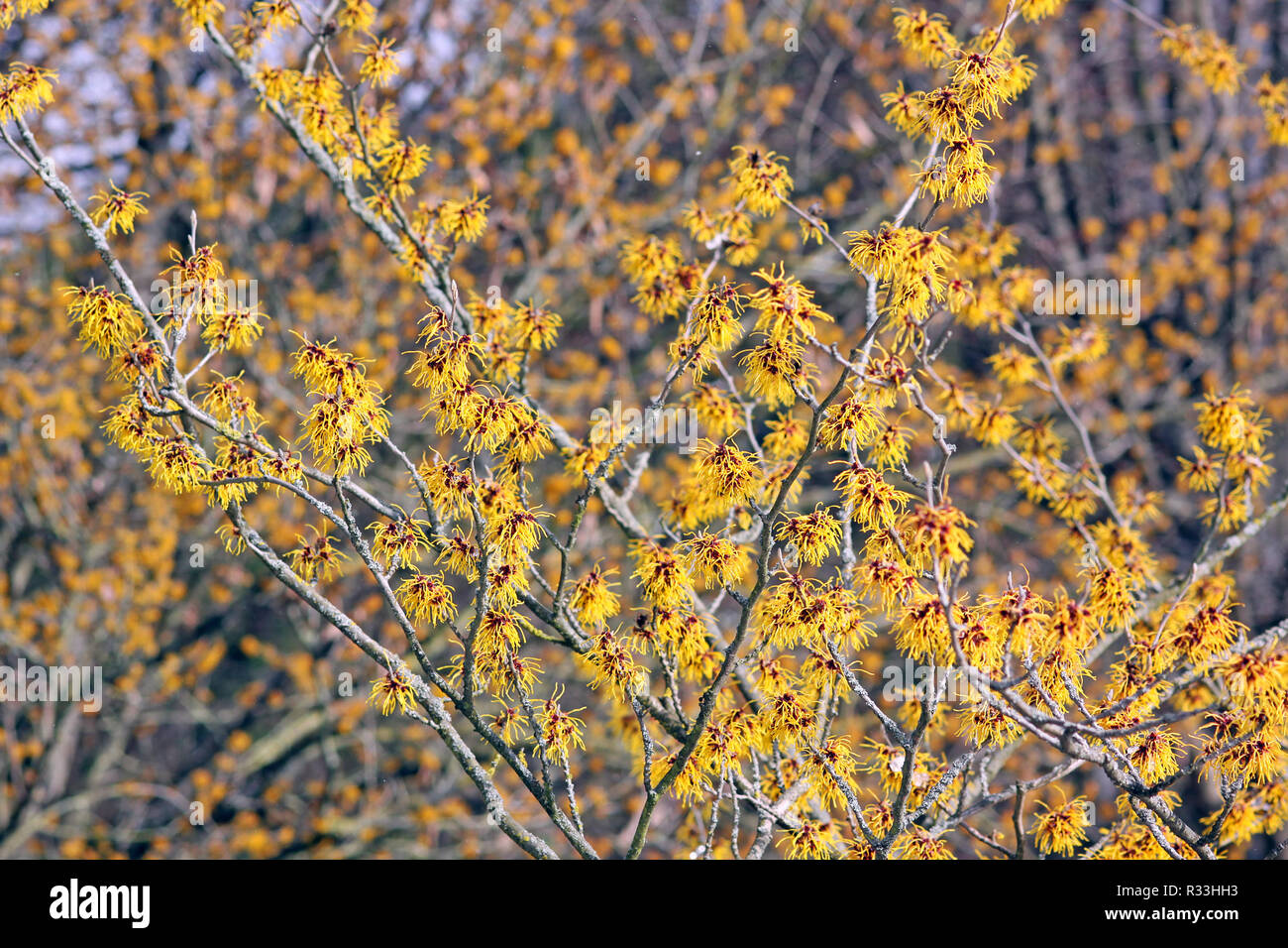 Winter blühende Zaubernuss Stockfoto