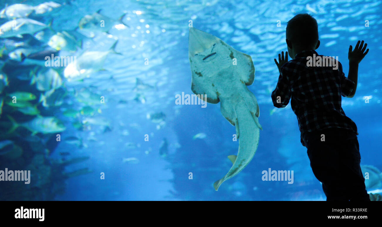 Kind der Schwarm von Fischen schwimmen im Oceanarium Stockfoto