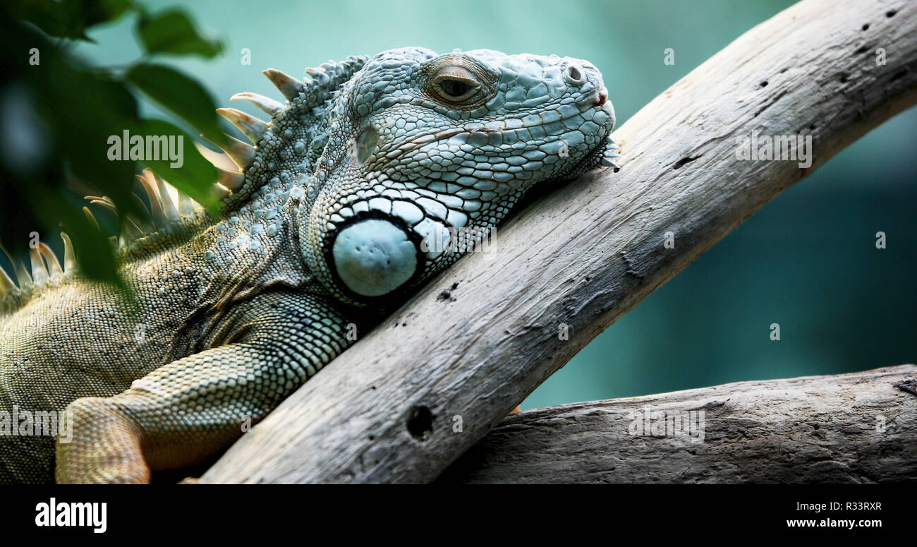 Nahaufnahme der schönen grünen Leguan auf Zweig Stockfoto