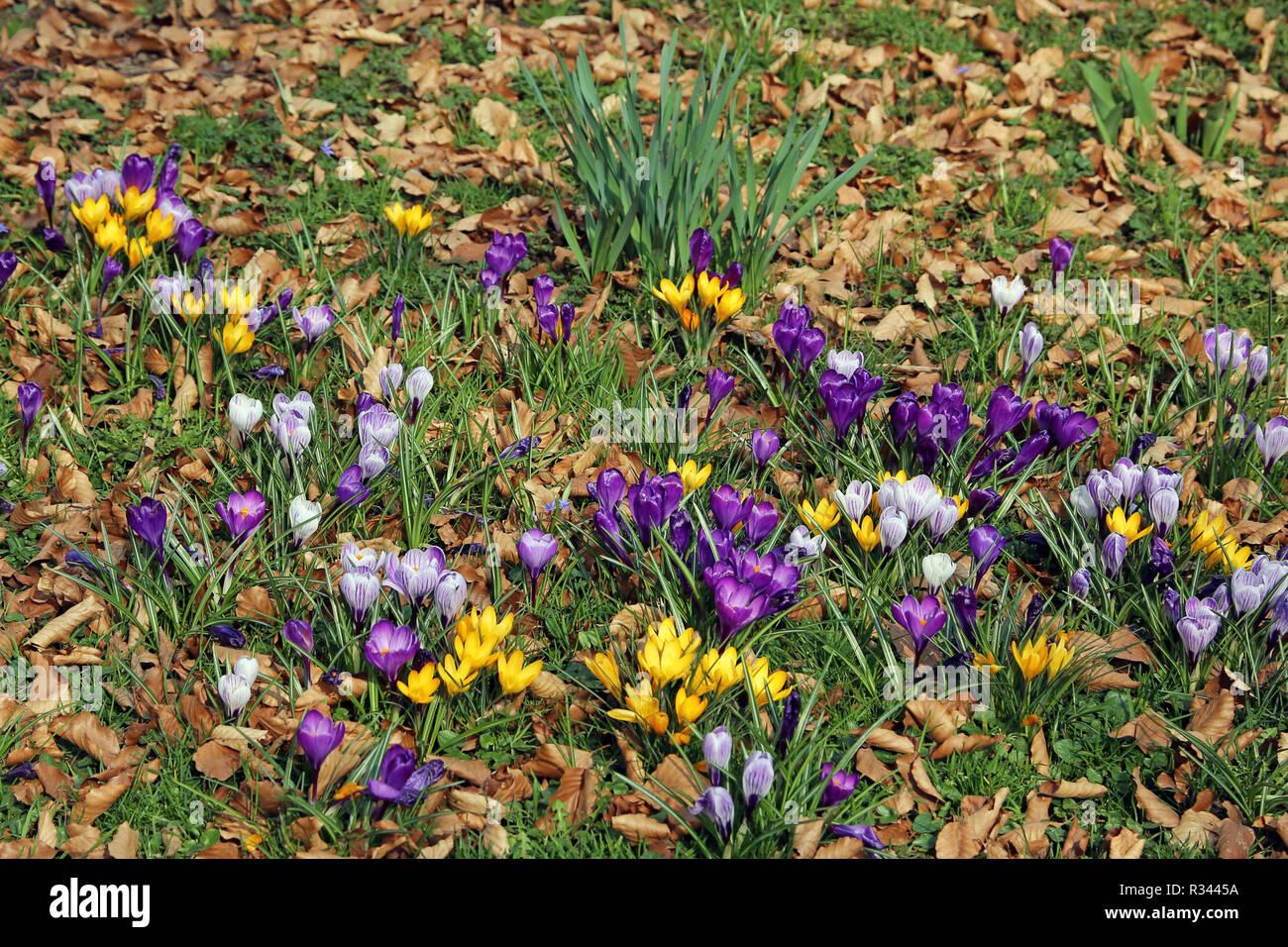 Krokusse in Gelb, Blau und Violett Stockfoto