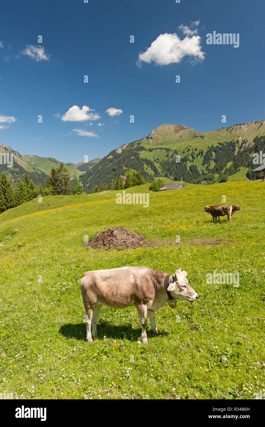 Kuh im Großen Walsertal, Österreich Stockfoto