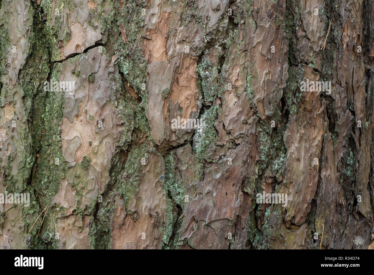 Pine Tree bark Textur Hintergrund Makro Stockfoto