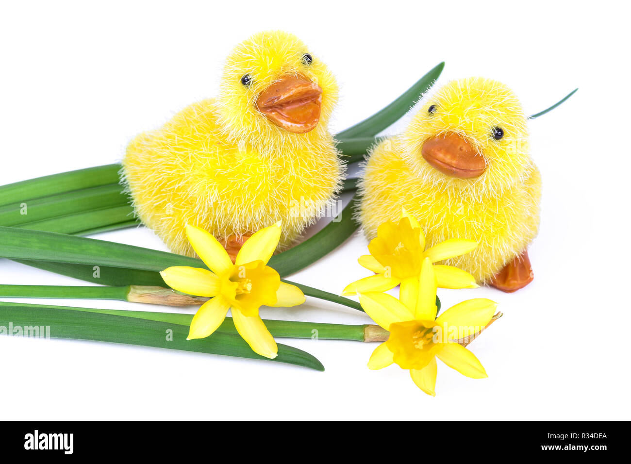 Küken mit Narzissen, Ostern Stockfoto