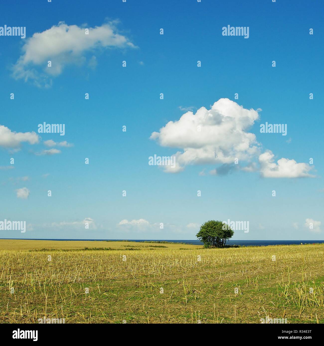 Landschaft in Schöbel nhagen, Schleswig Holstein Stockfoto