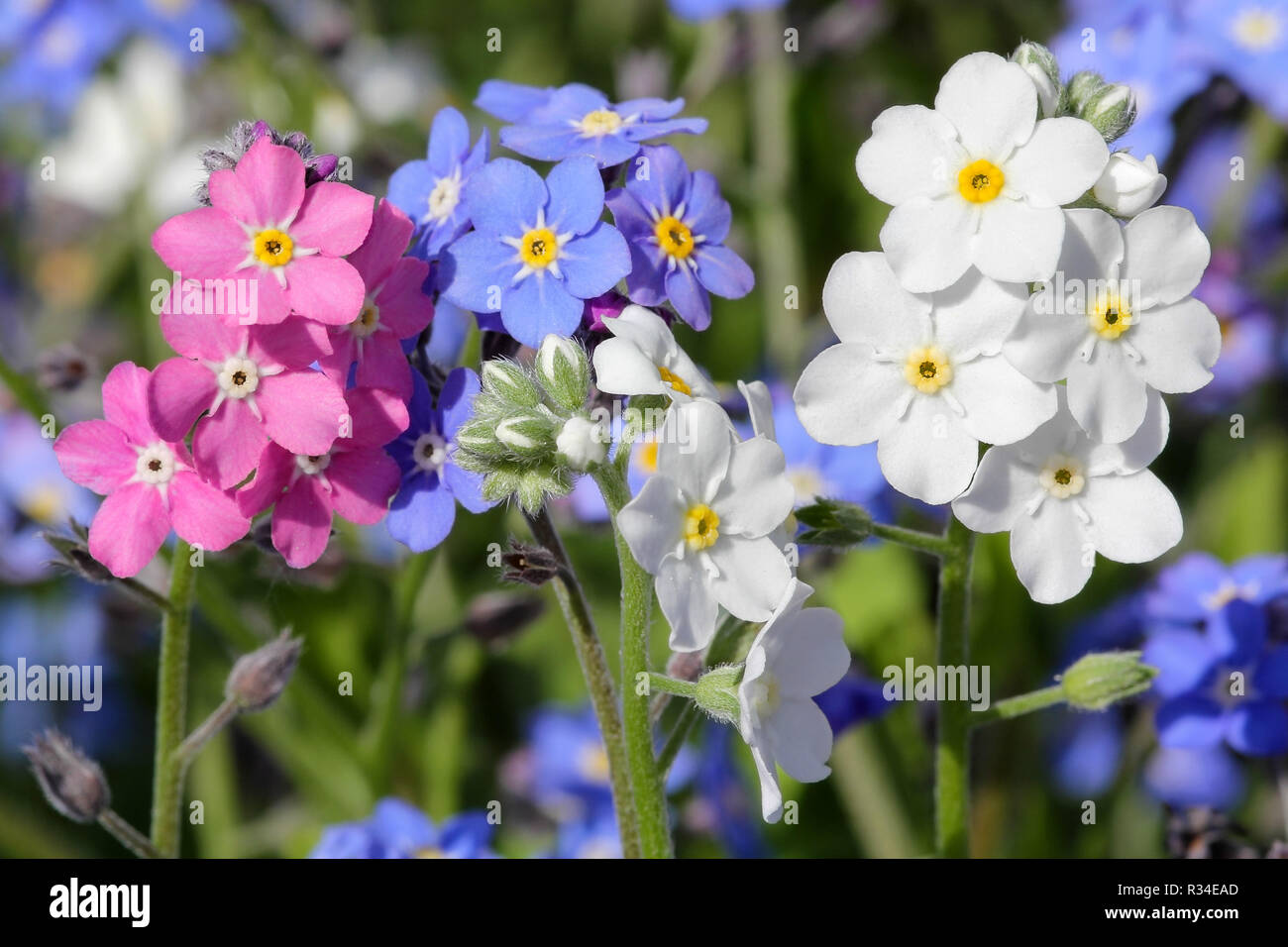 Vergissmeinnicht in drei Farben Stockfoto