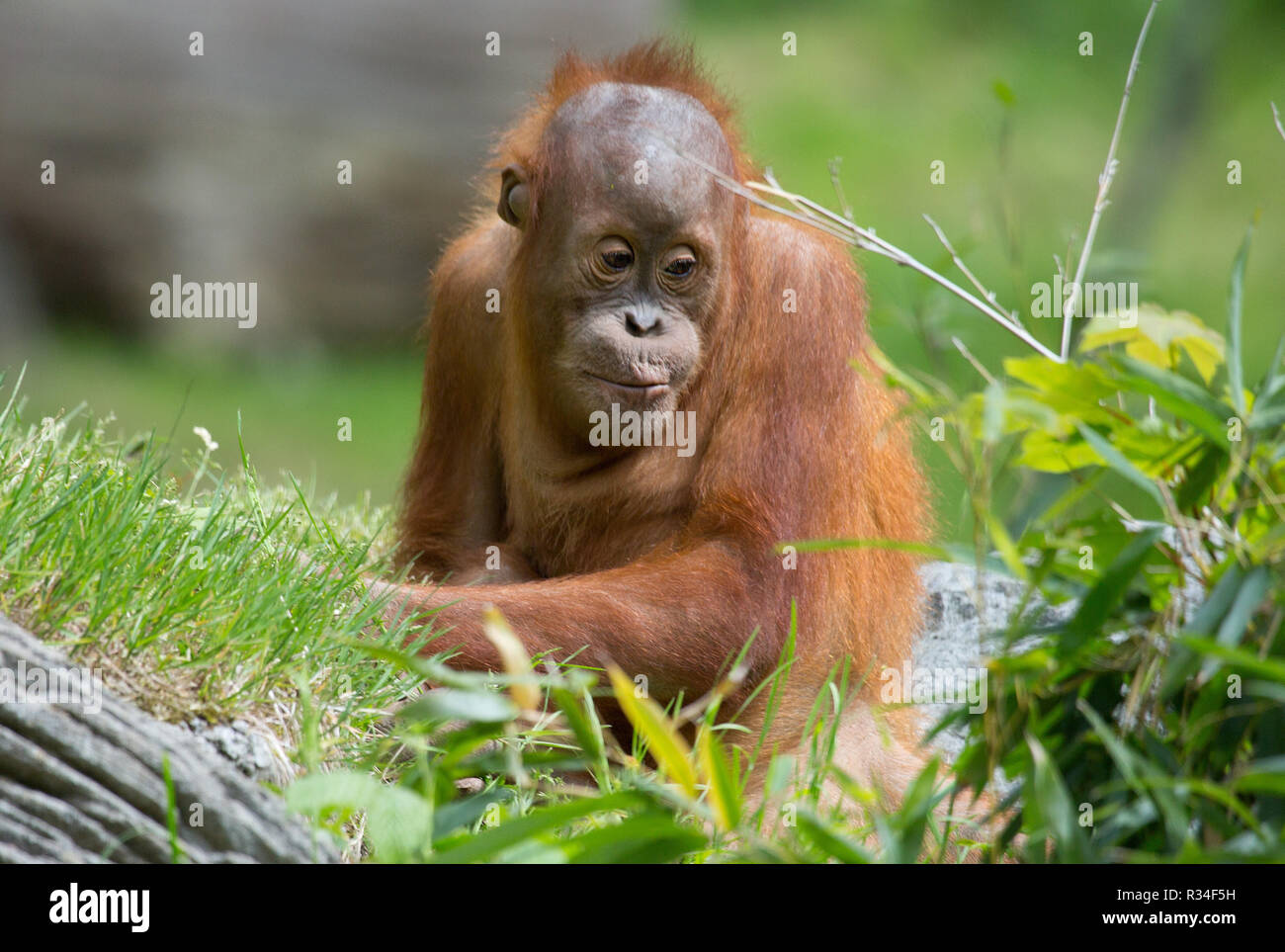 Orang Utan Spiel Stockfotos Und Bilder Kaufen Alamy