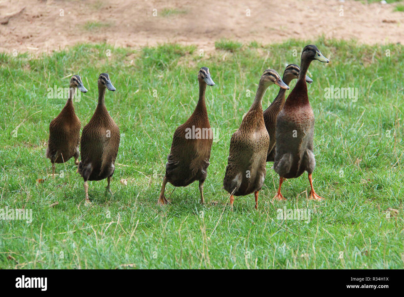 Indische Läufer sind eine Rasse von Anas platyrhynchos domesticus, die inländische Ente Stockfoto