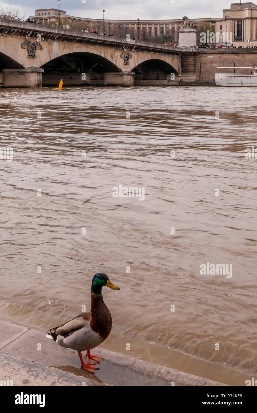 Schöne Ente auf der Seine an der Alert Level, mit dem Trocadero im Hintergrund, Paris, Frankreich Stockfoto