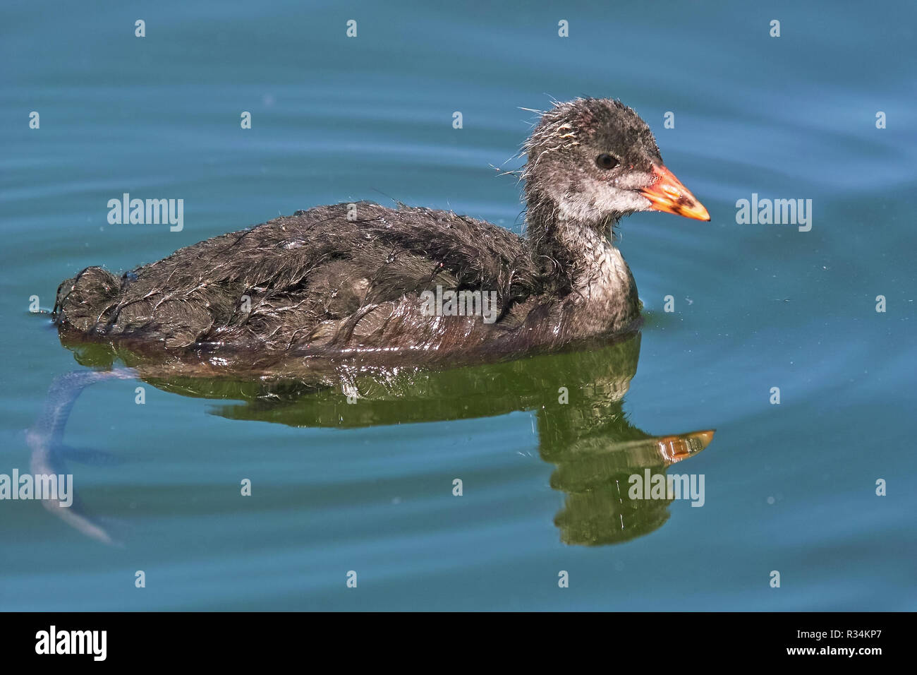 Junge oder unreifen Muster des eurasischen Blässhuhn, Fulica atra, der Indopazifischen Erdtauben Stockfoto