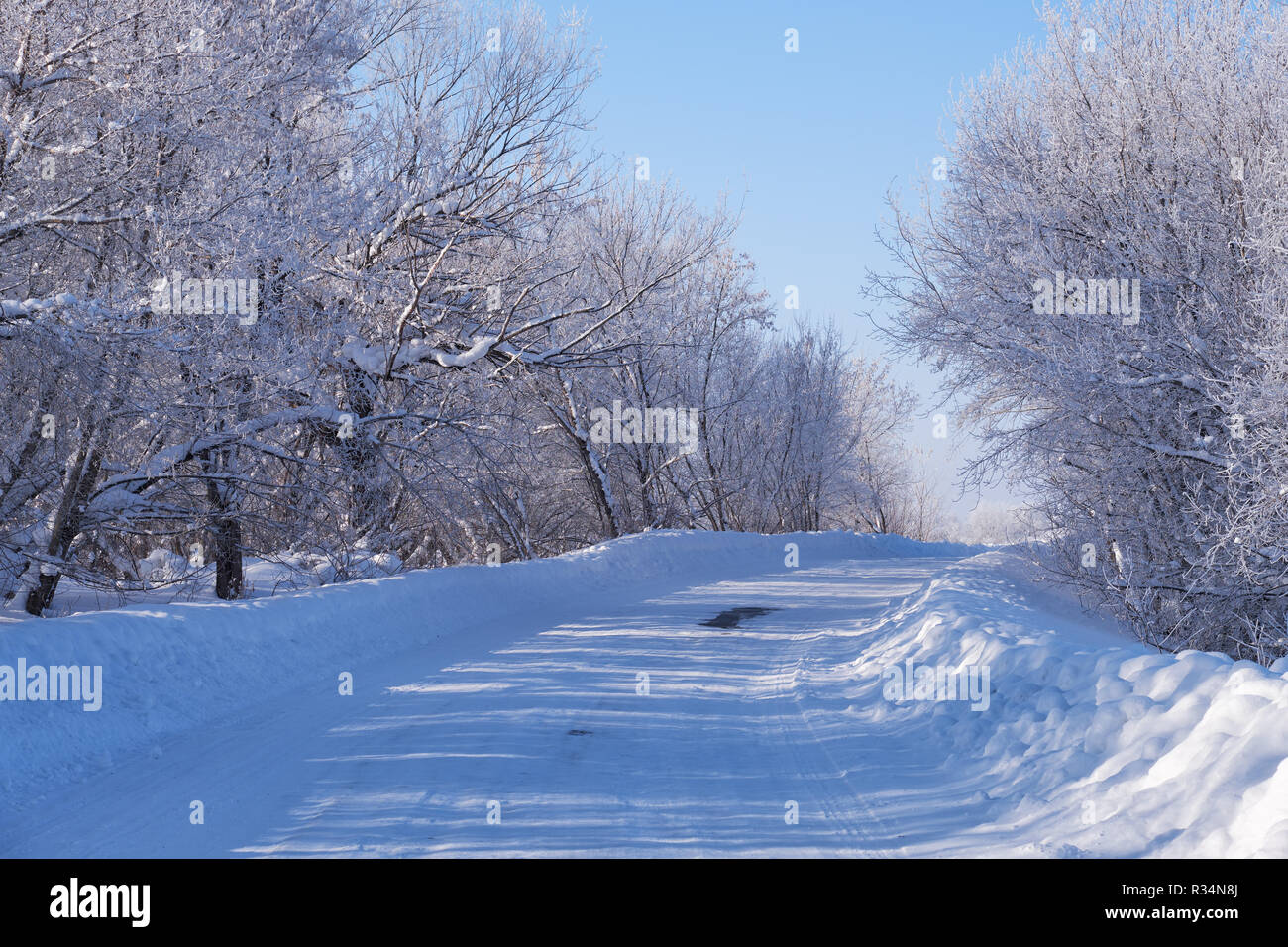 Winter weg und Bäume unter dem Schnee im Altai. Sibirien, Russland Stockfoto