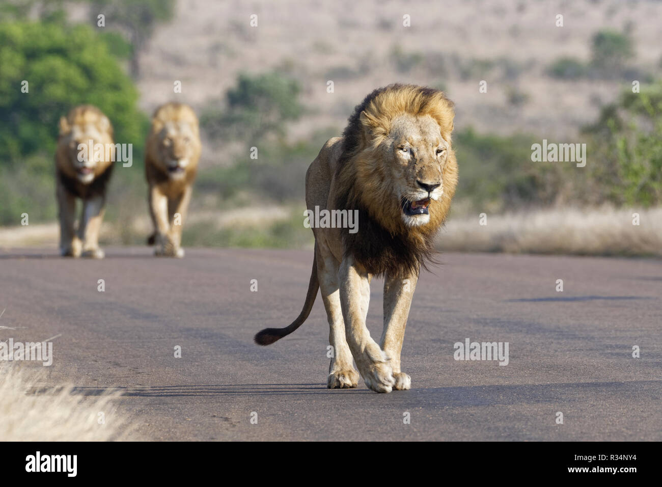 Afrikanische Löwen (Panthera leo), drei erwachsene Männer gehen auf eine Teerstraße, Krüger Nationalpark, Südafrika, Afrika Stockfoto
