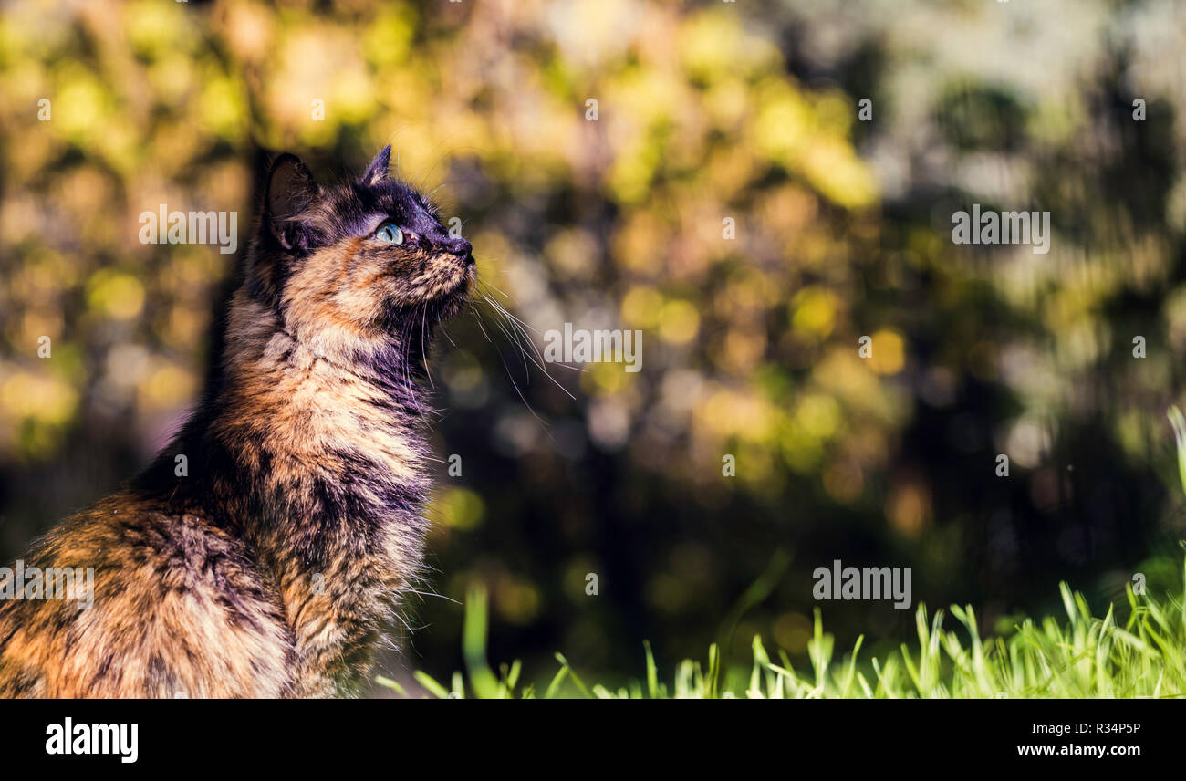 Hübsche grünäugige Katze mit ein schönes Bokeh Hintergrund Stockfoto