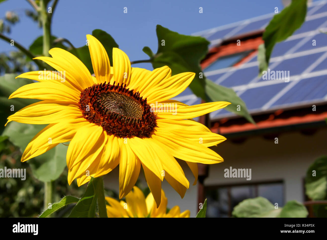 Sonnenblume mit Solar-panel Stockfotografie - Alamy
