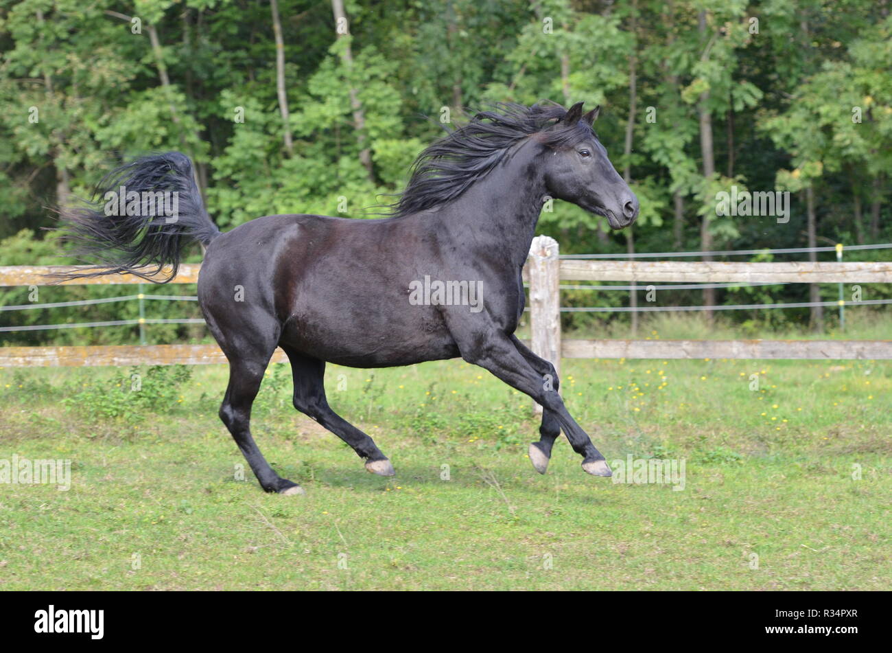 horse stallion Fotos und Bildmaterial in hoher Auflösung Alamy